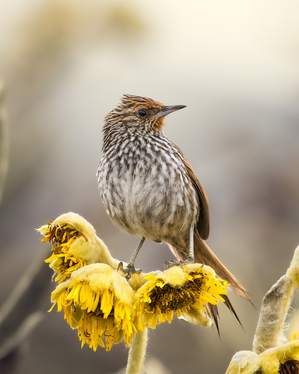 Many-striped Canastero - ML640789460