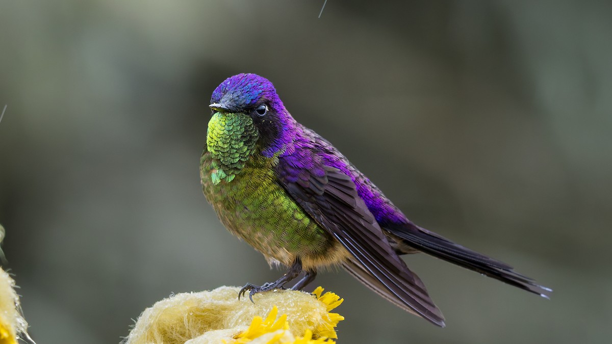 trnozobčík drobný - ML640789474