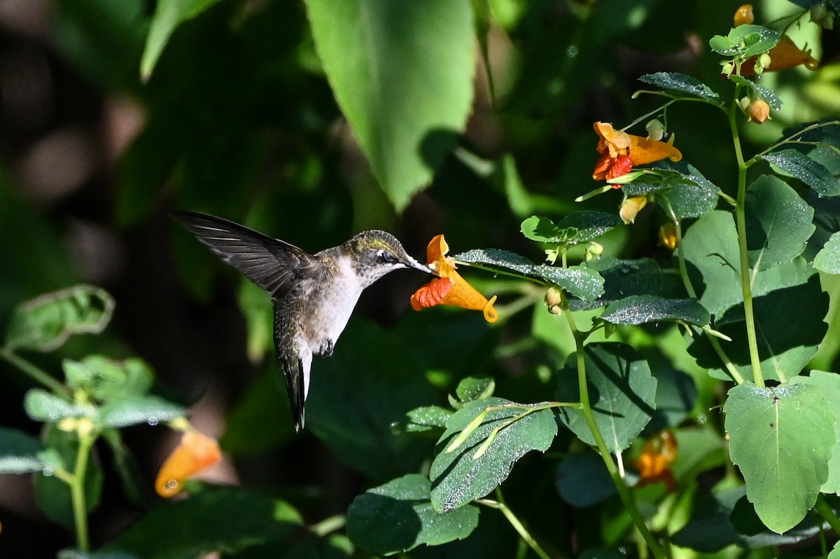 Colibri à gorge rubis - ML640789476
