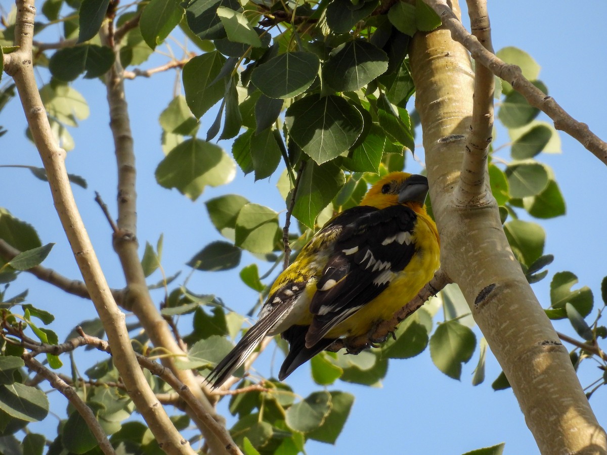 Yellow Grosbeak - ML640789479