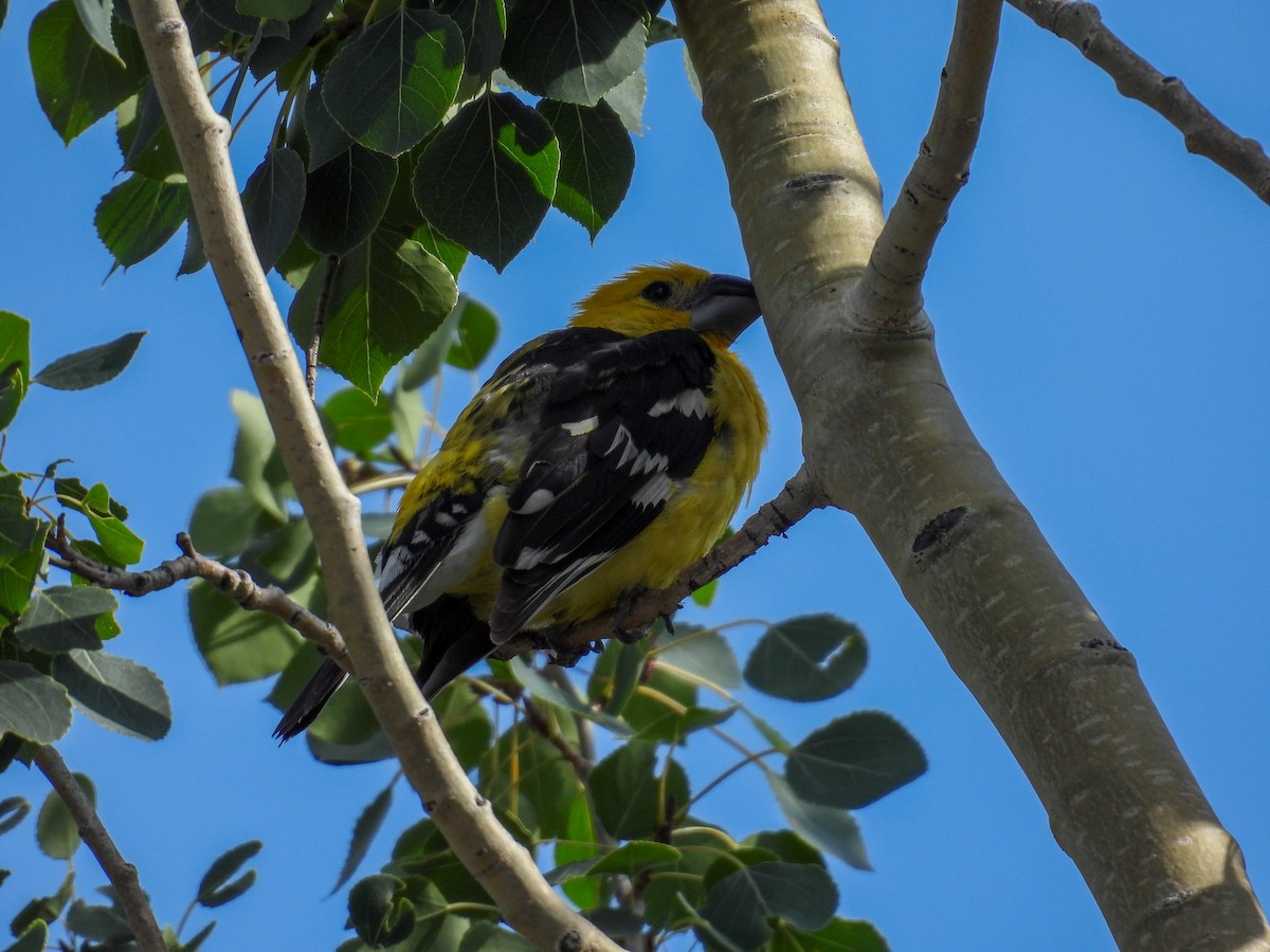 Yellow Grosbeak - ML640789480