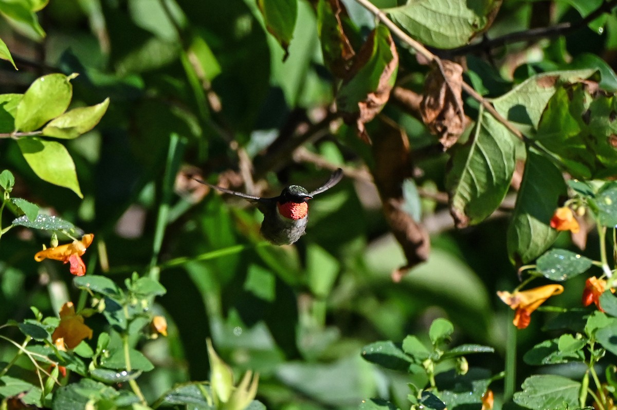 Colibri à gorge rubis - ML640789520