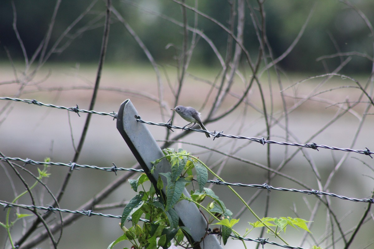 Blue-gray Gnatcatcher - ML640789537