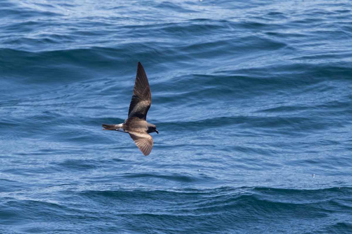 Leach's Storm-Petrel - ML640789550