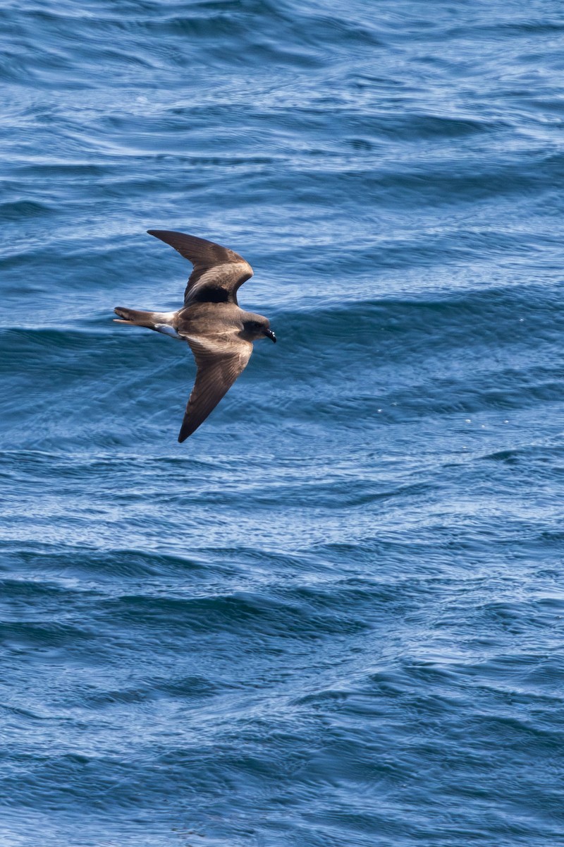 Leach's Storm-Petrel - ML640789551