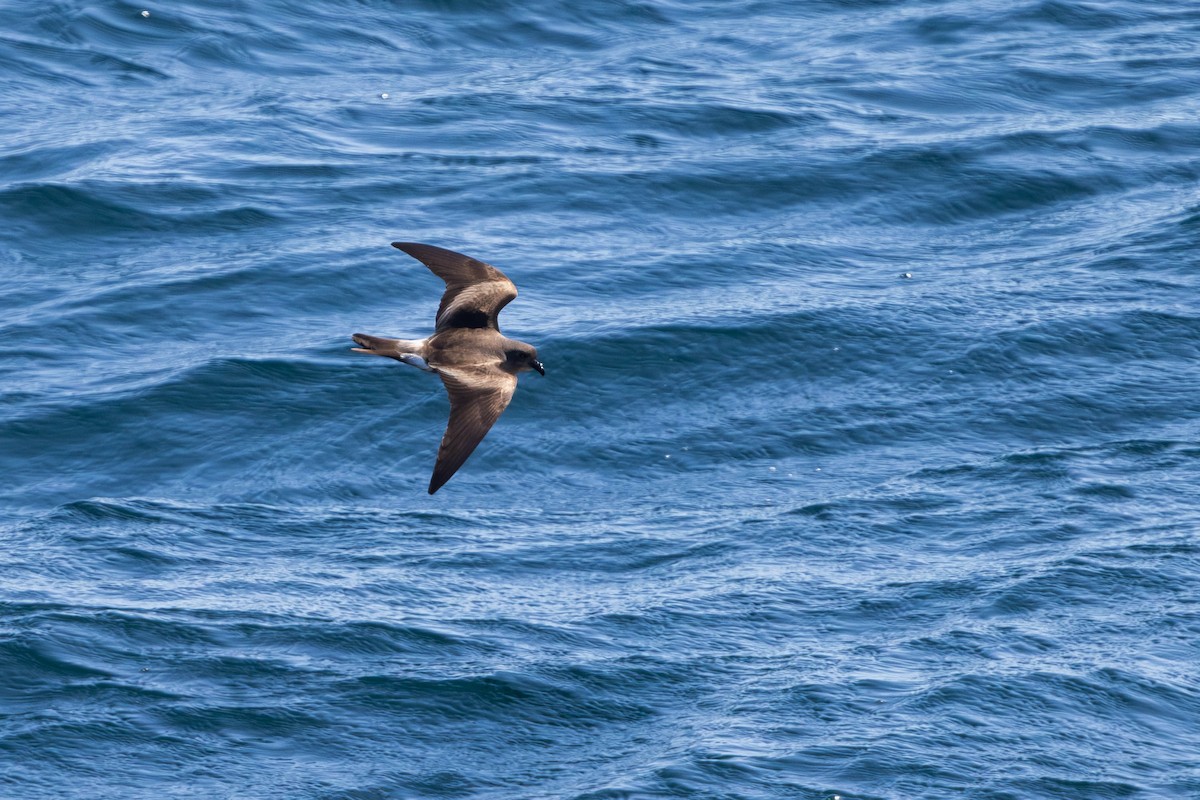 Leach's Storm-Petrel - ML640789552
