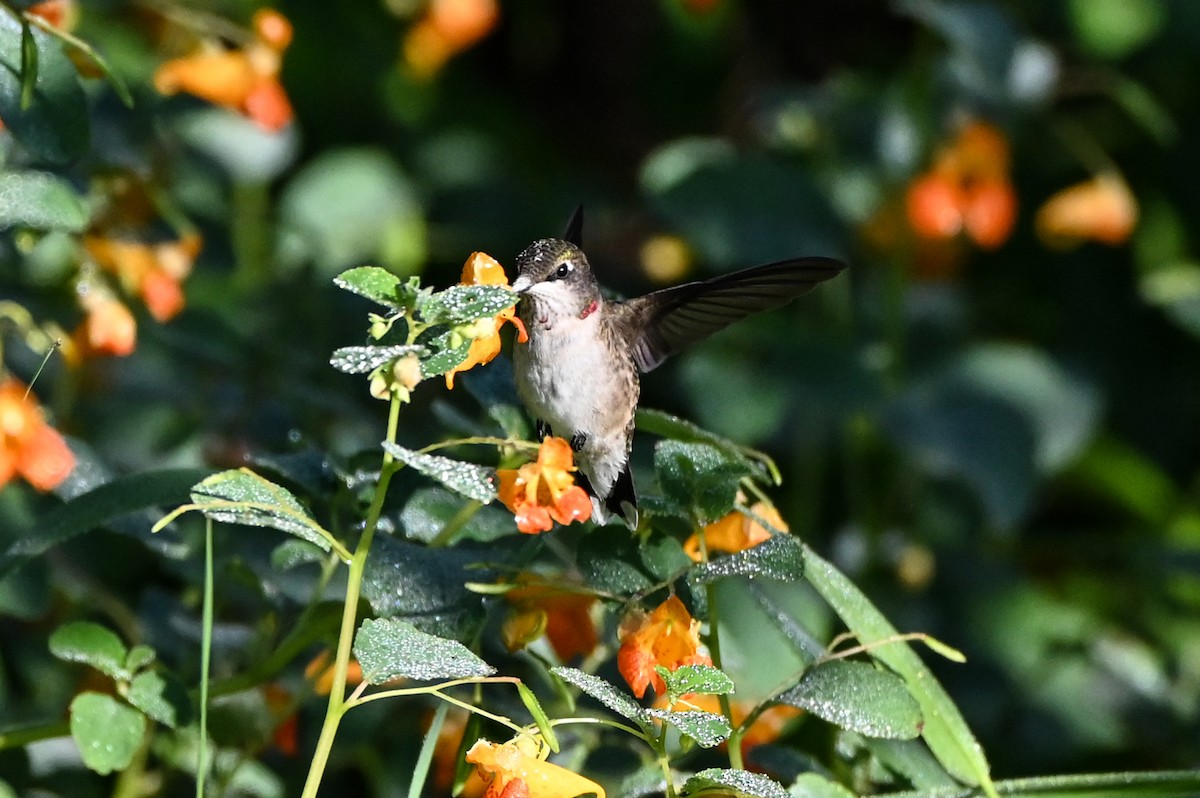 Colibri à gorge rubis - ML640789586