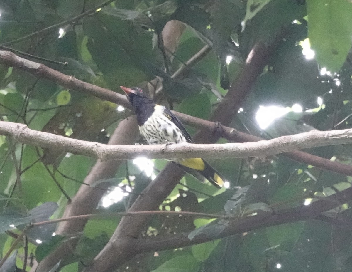 Dark-throated Oriole - ML640789656