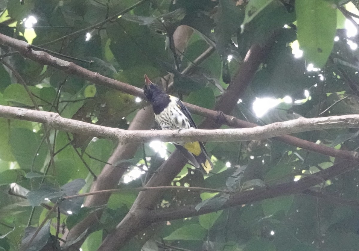 Dark-throated Oriole - ML640789657