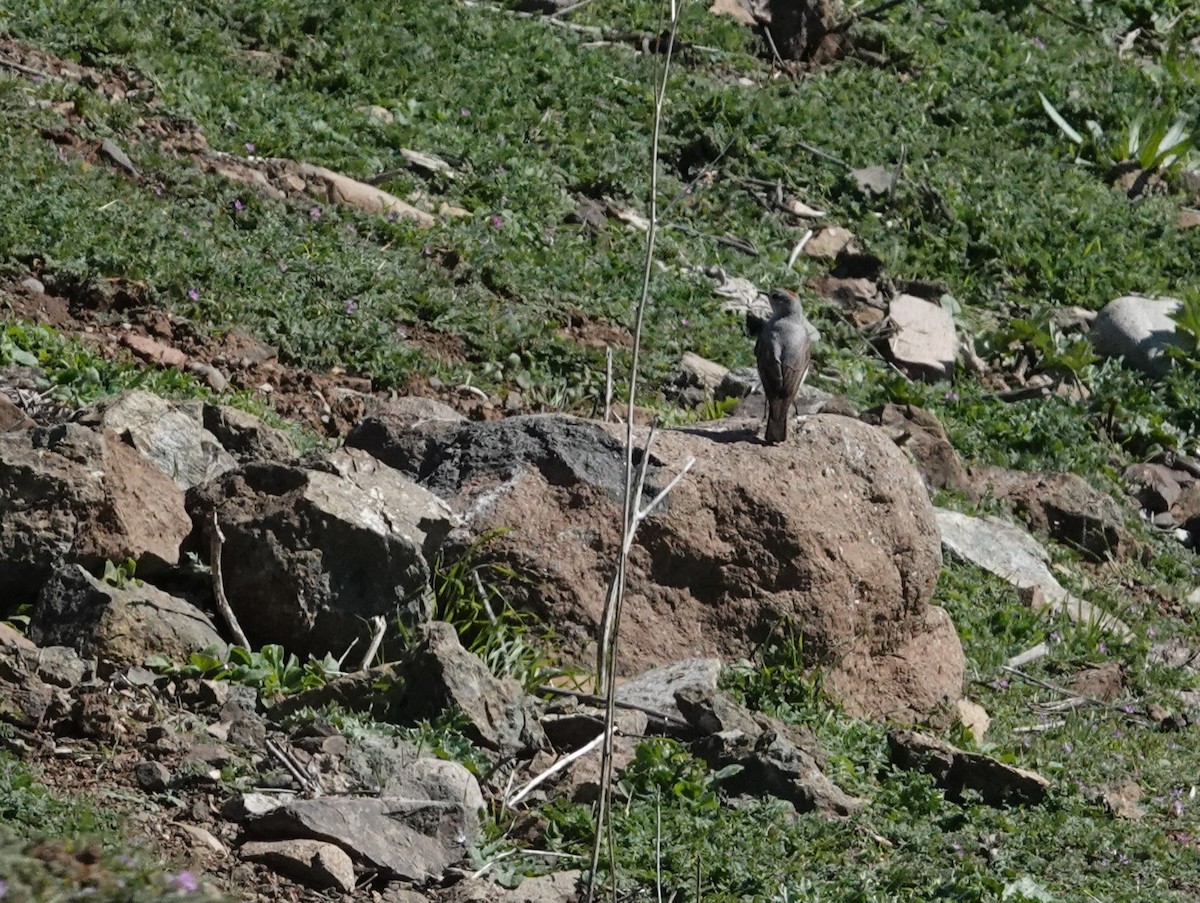 rødkronemarktyrann - ML640789719
