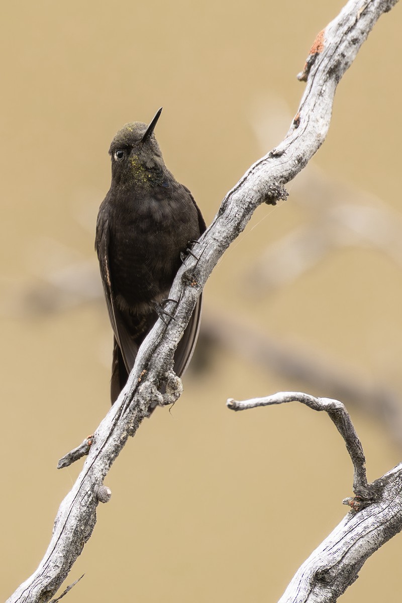 Black Metaltail - ML640789734