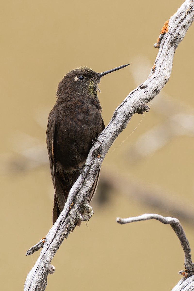 Black Metaltail - ML640789735