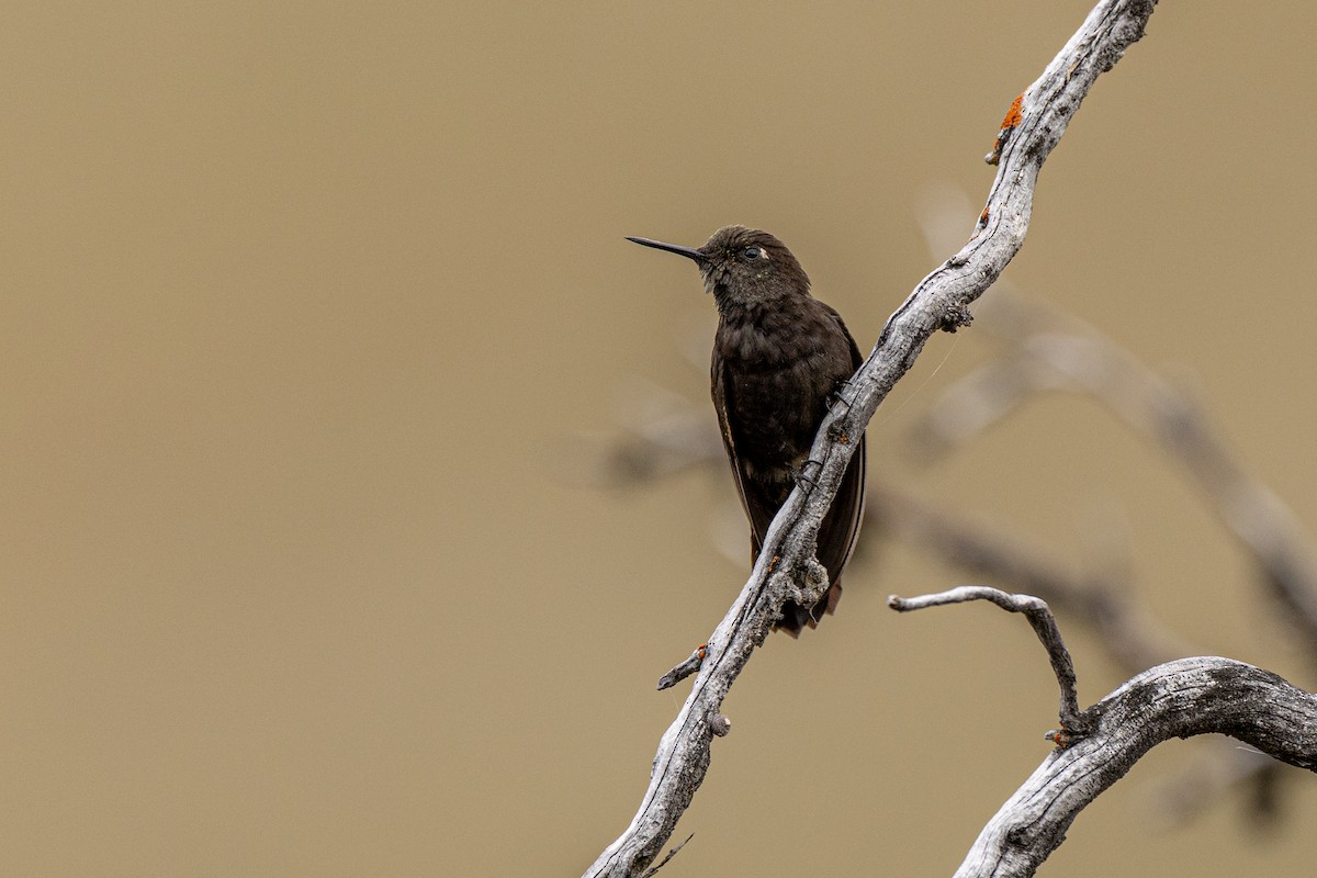 Black Metaltail - ML640789742