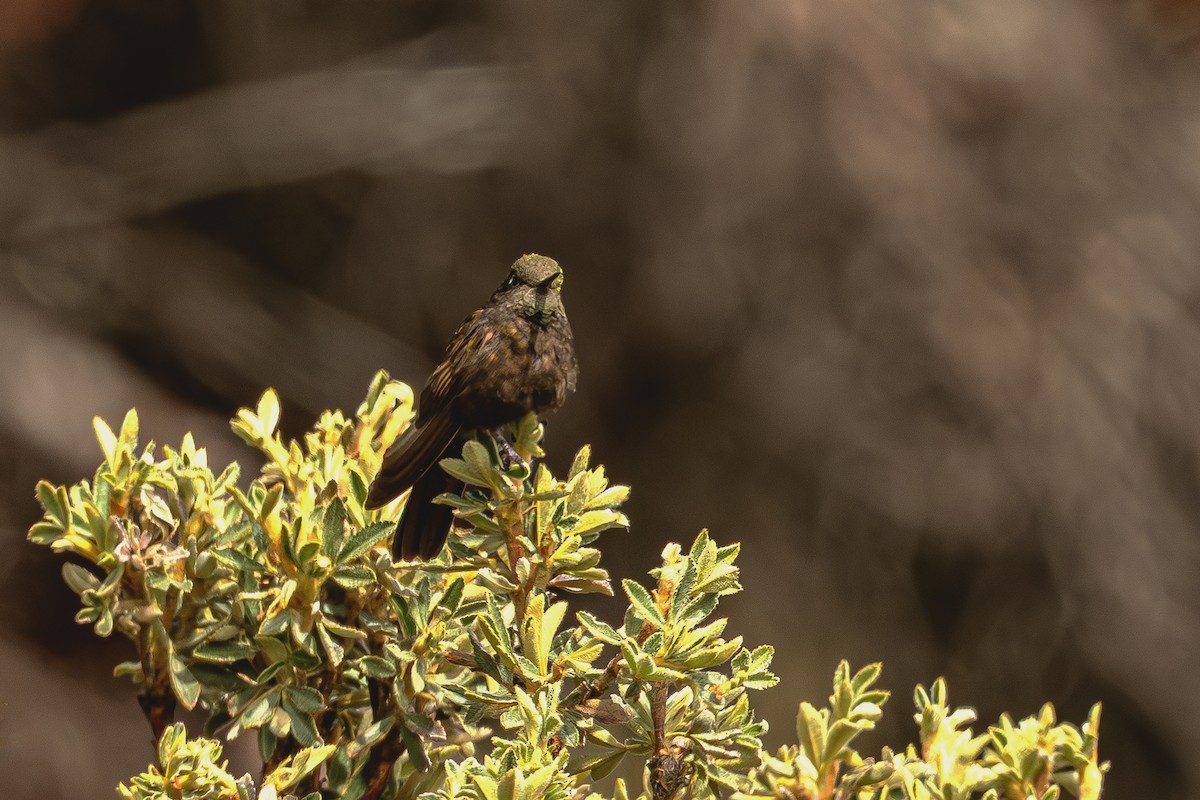 Black Metaltail - ML640789743