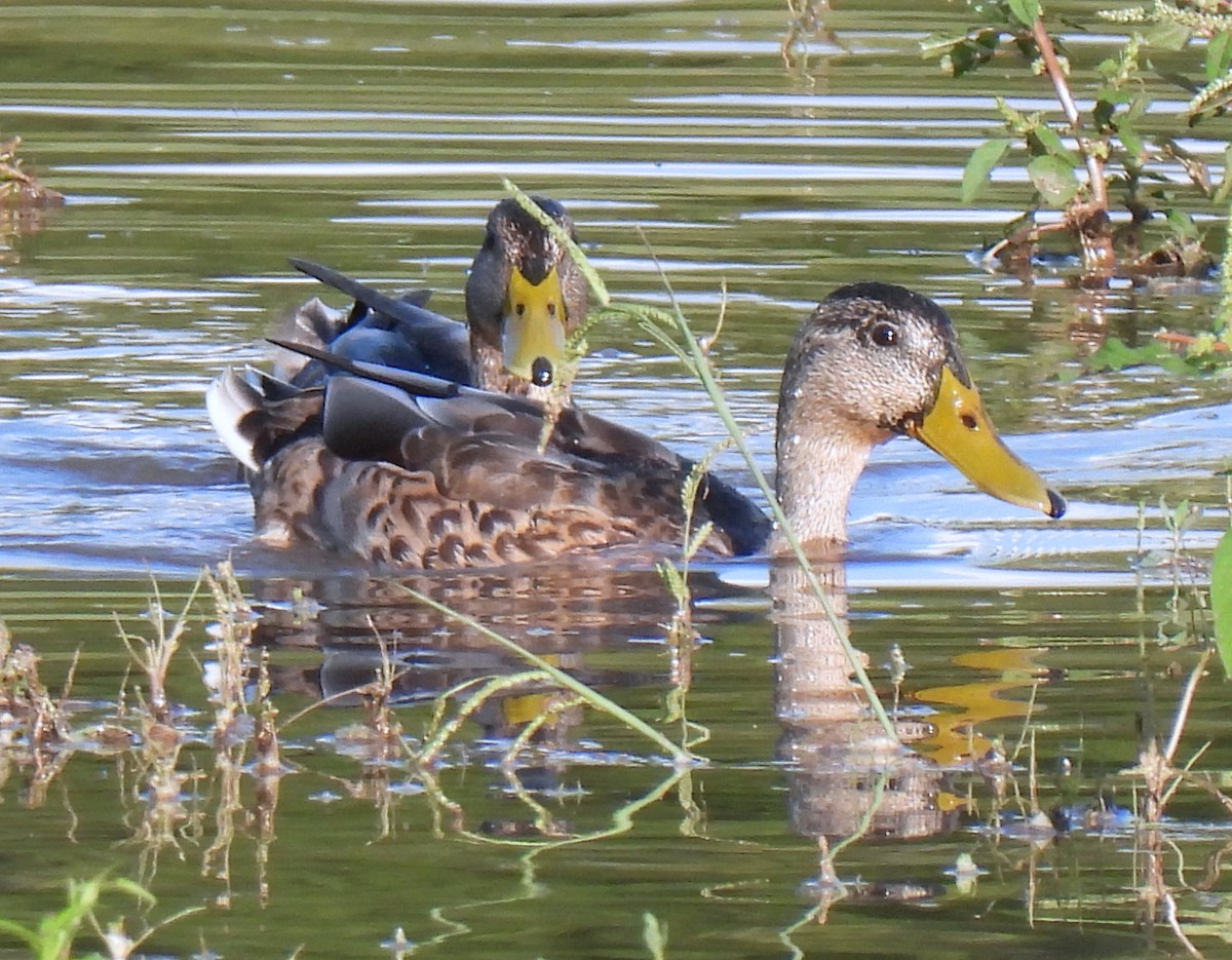 Mallard - ML640789794