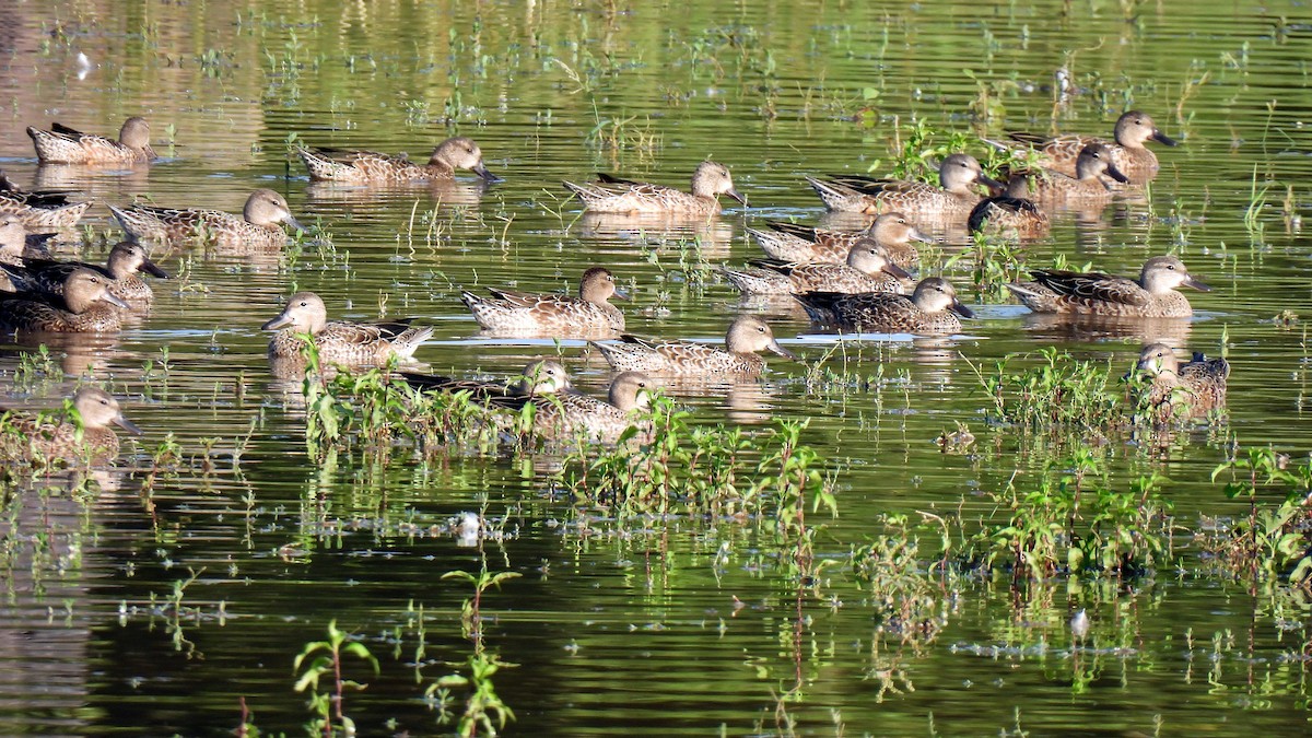 Mallard - ML640789795