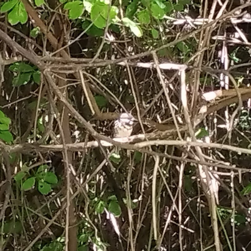 Two-banded Puffbird - ML640789826