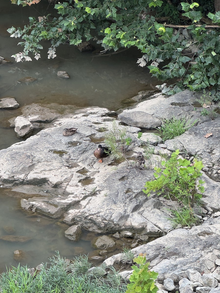 Solitary Sandpiper - ML640789850