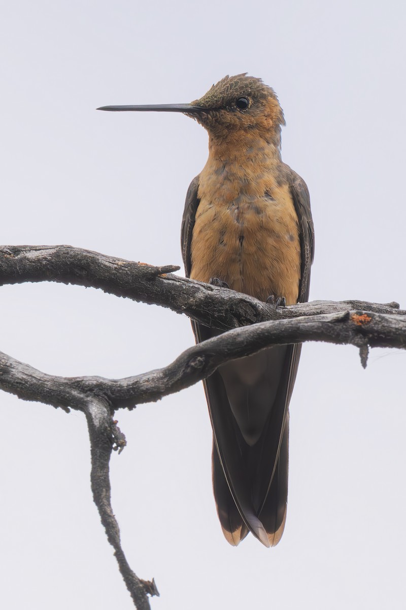Giant Hummingbird - ML640789860