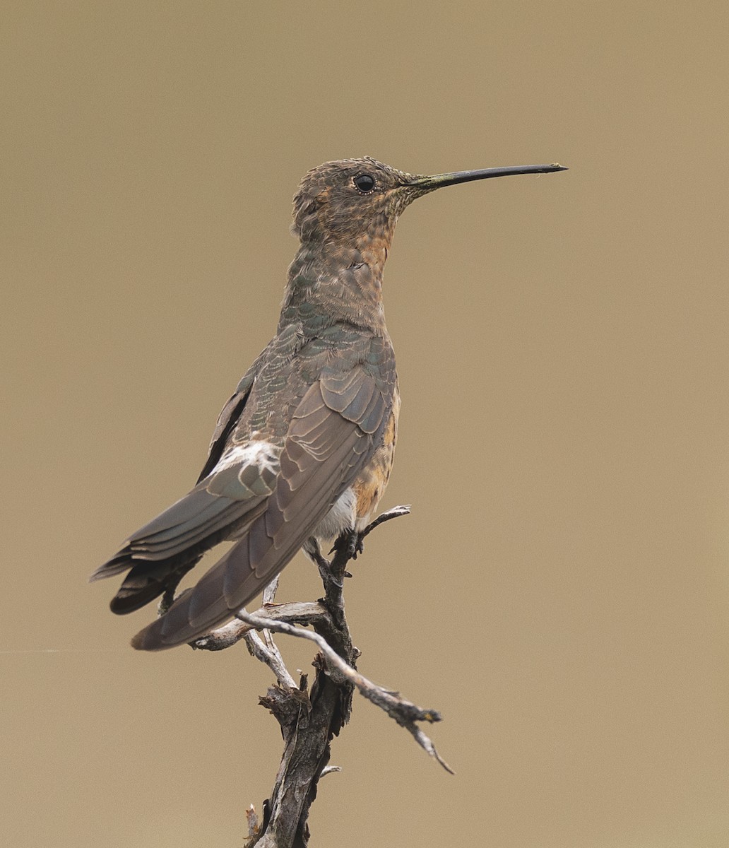 Giant Hummingbird - ML640789861