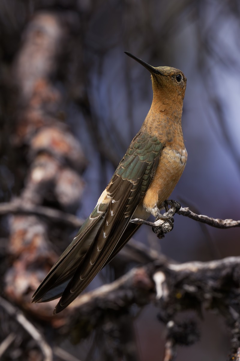 Giant Hummingbird - ML640789862