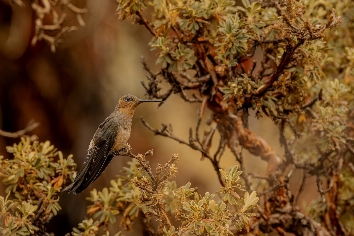 Giant Hummingbird - ML640789863