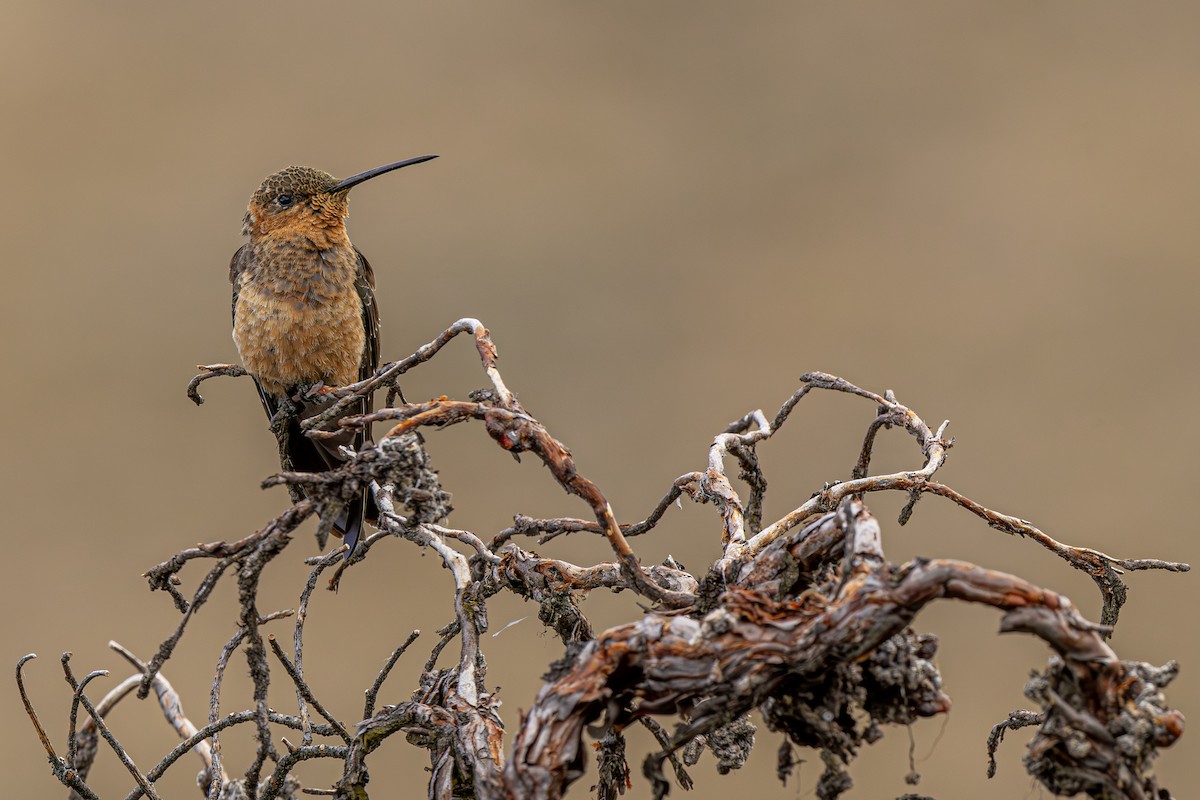Giant Hummingbird - ML640789864