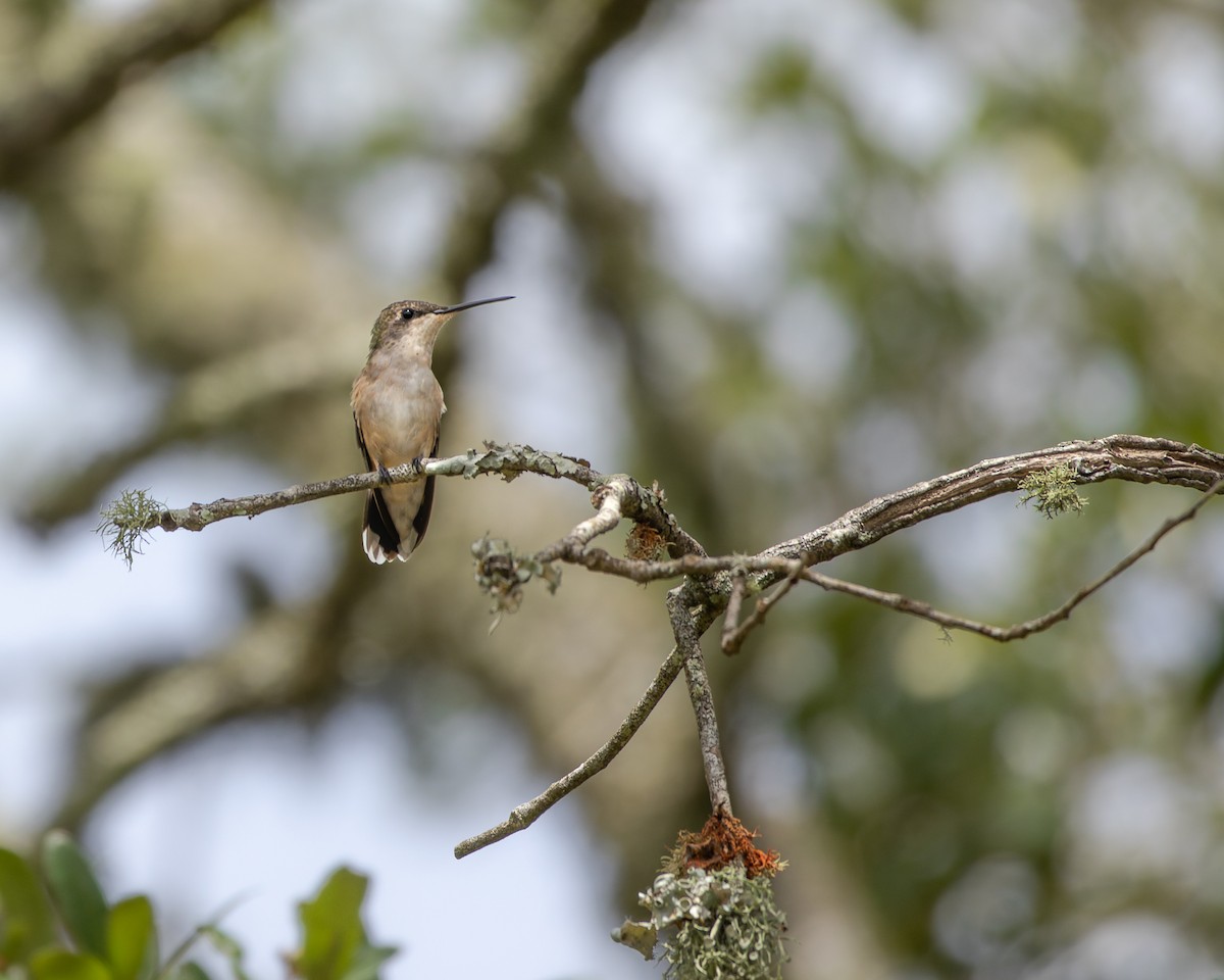 Ruby-throated Hummingbird - ML640789872