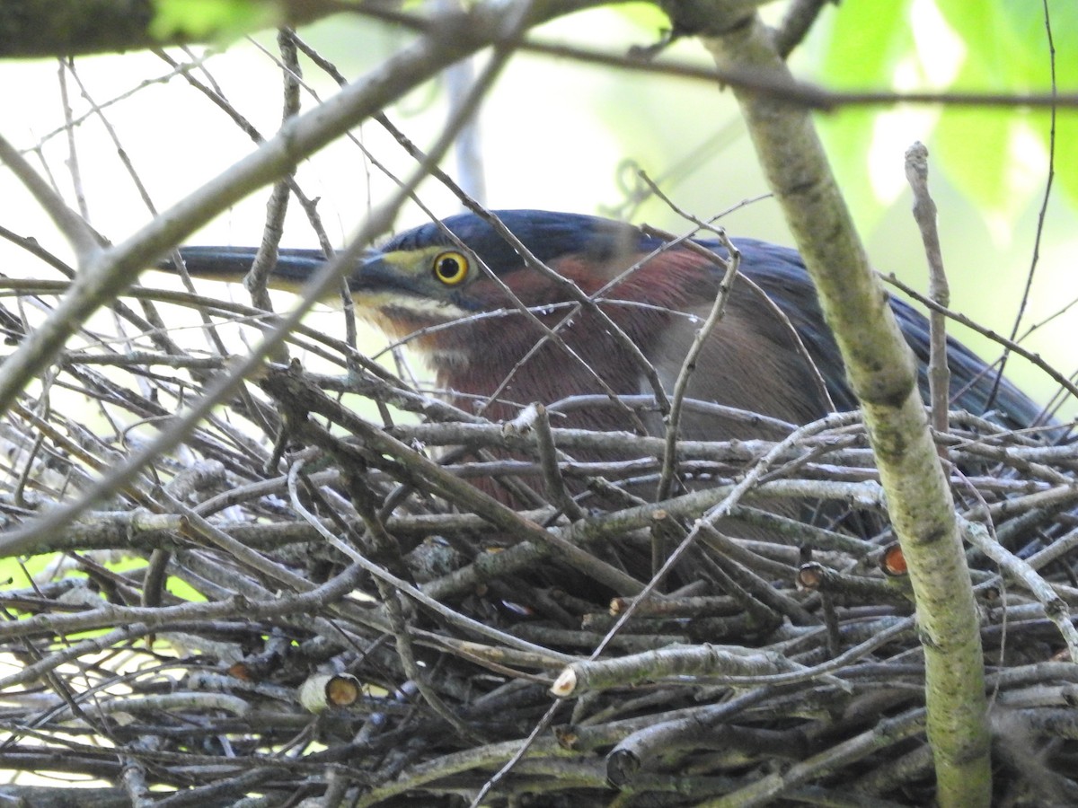 Green Heron - ML640789893