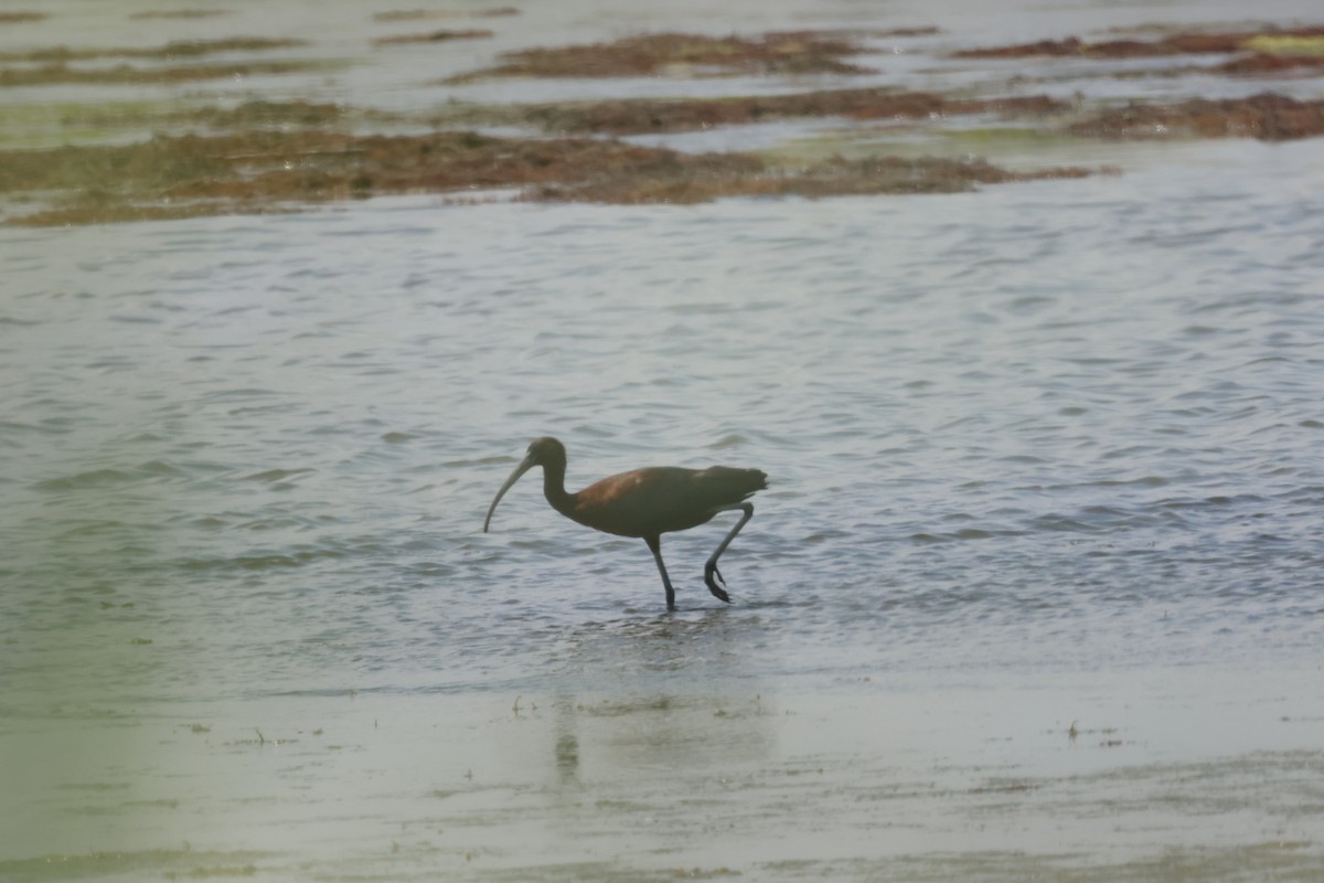 Glossy Ibis - ML640789906