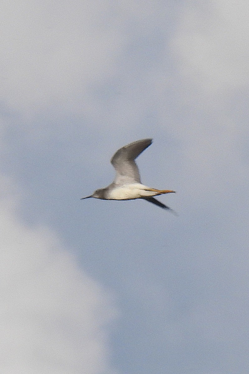 Lesser Yellowlegs - ML640789942