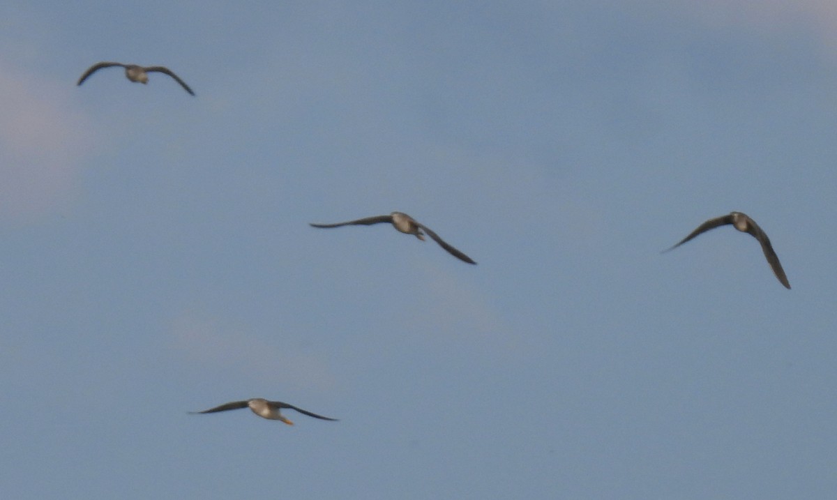Lesser Yellowlegs - ML640789943