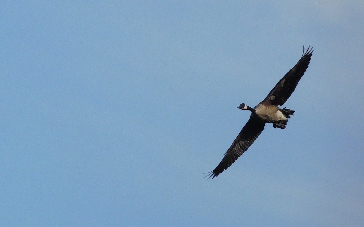 Canada Goose - ML64079001