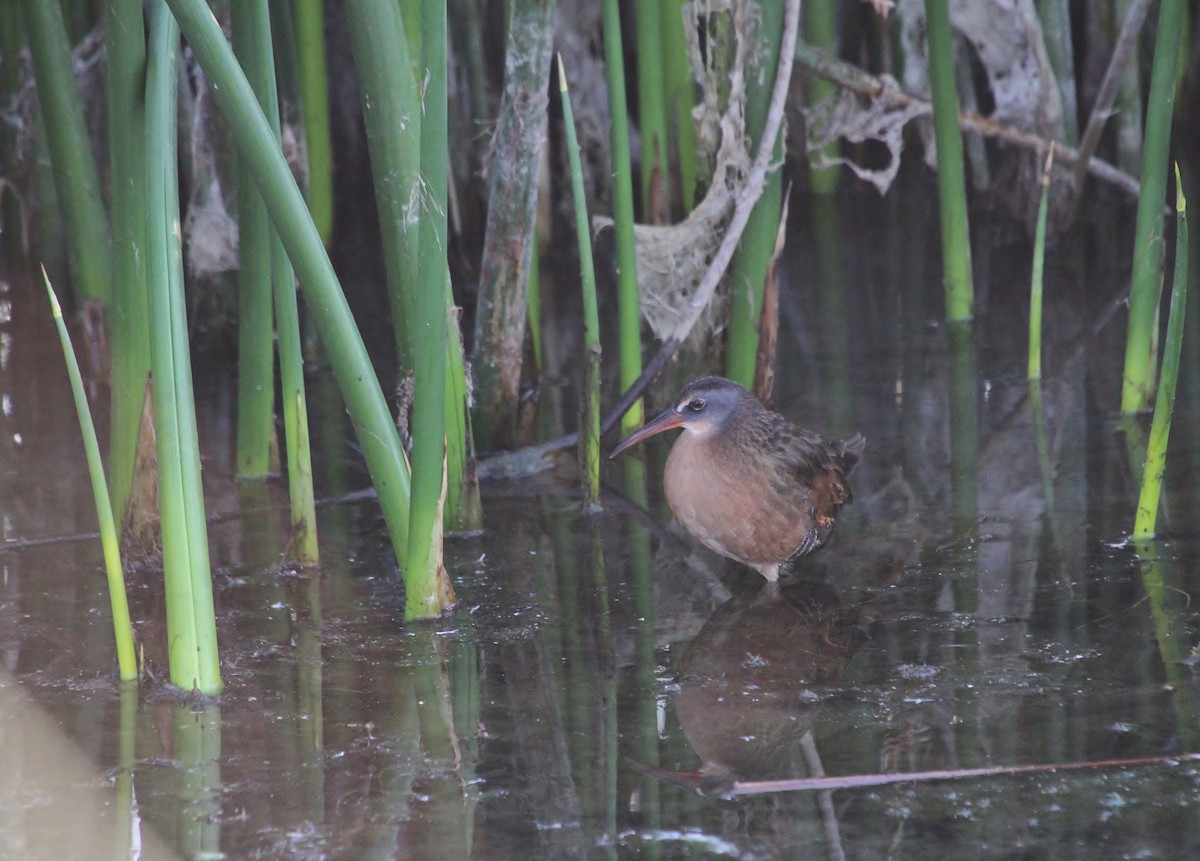 Virginia Rail - ML640790046