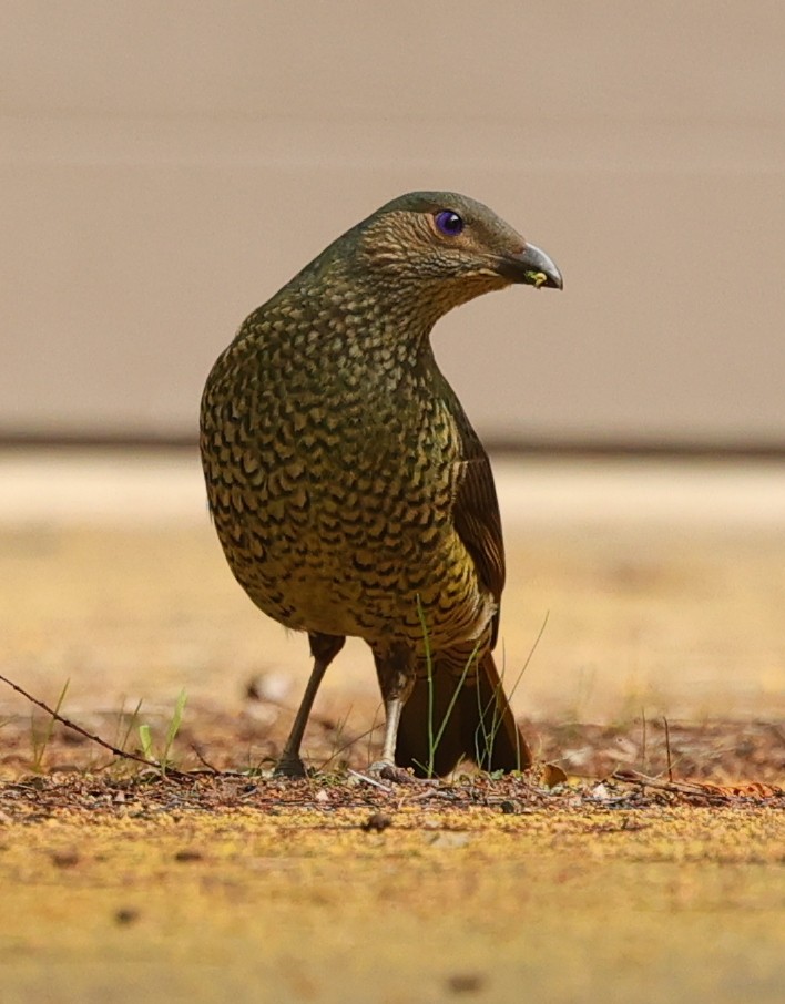 Satin Bowerbird - ML640790061