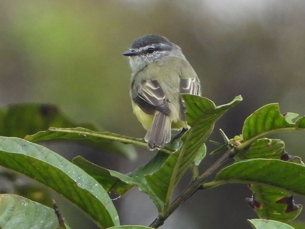 Sooty-headed Tyrannulet - ML640790167