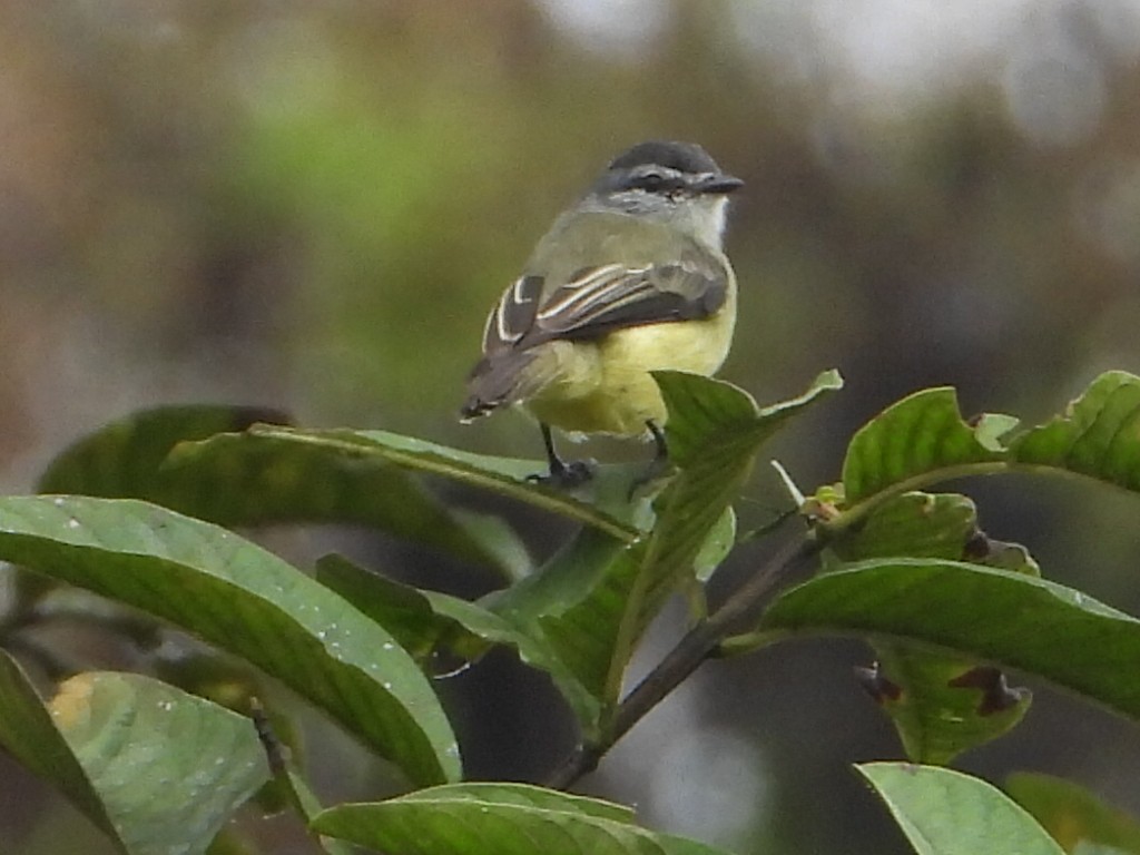 Sooty-headed Tyrannulet - ML640790168