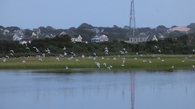 Sterne pierregarin - ML640790191