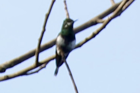 Black-bellied Thorntail - ML640790199