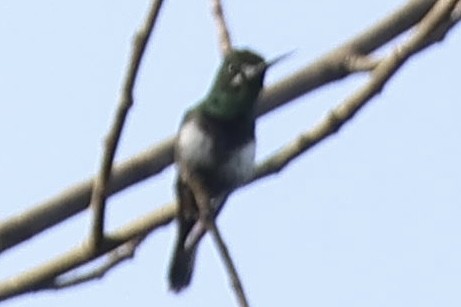 Black-bellied Thorntail - ML640790200