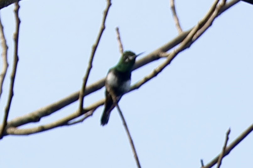 Black-bellied Thorntail - ML640790201