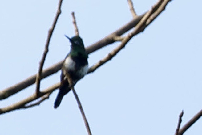 Black-bellied Thorntail - ML640790202