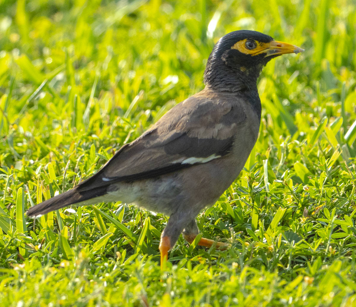 Тольт бор тодол - ML640790220