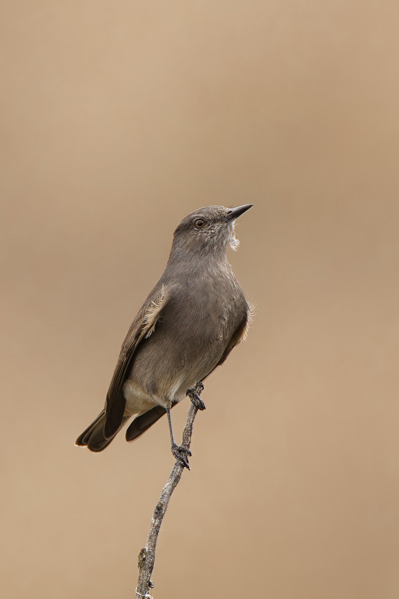 Rufous-webbed Bush-Tyrant - ML640790247