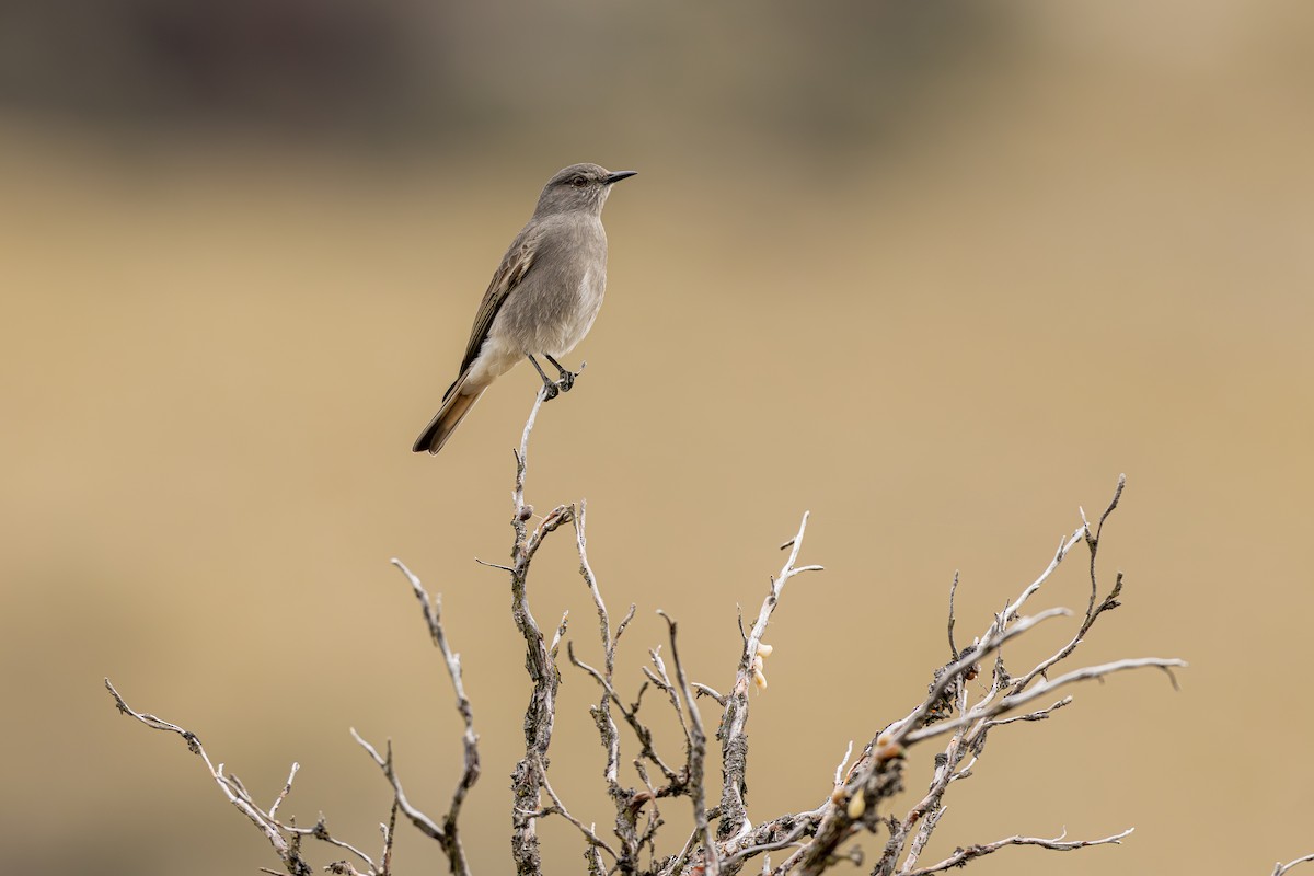 Rufous-webbed Bush-Tyrant - ML640790249