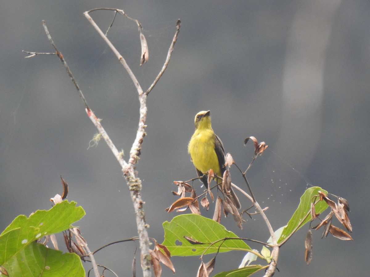 Lemon-browed Flycatcher - ML640790263