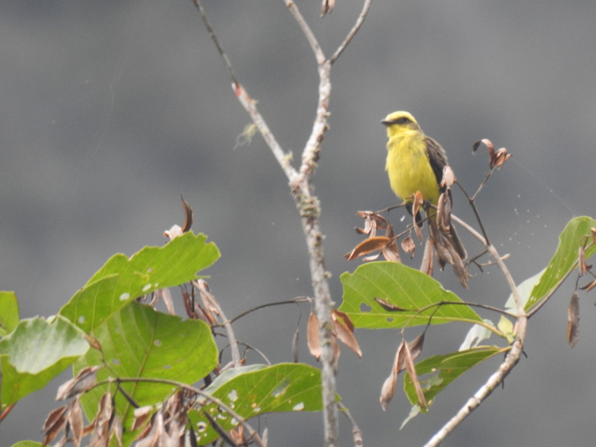 Lemon-browed Flycatcher - ML640790264