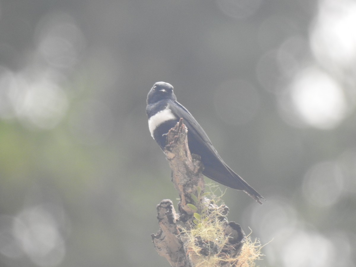 Golondrina Fajiblanca - ML640790308