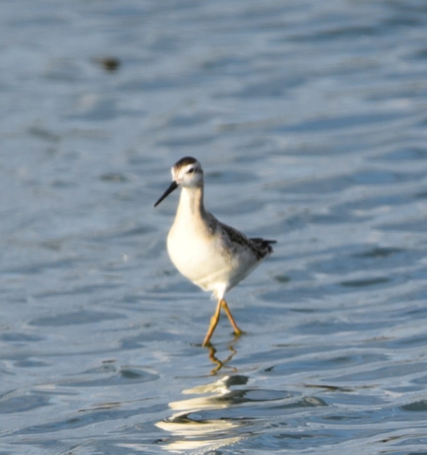 Wilson's Phalarope - ML640790325