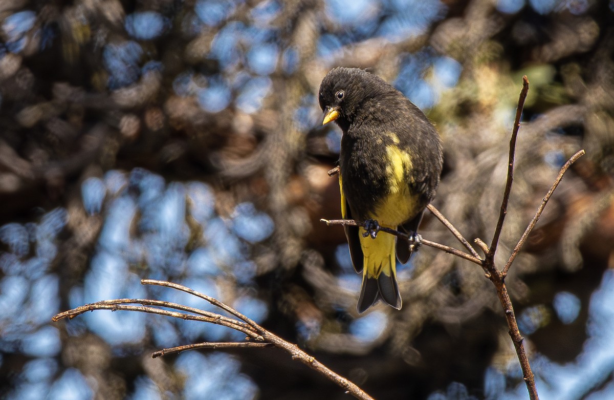 Black Siskin - ML640790328